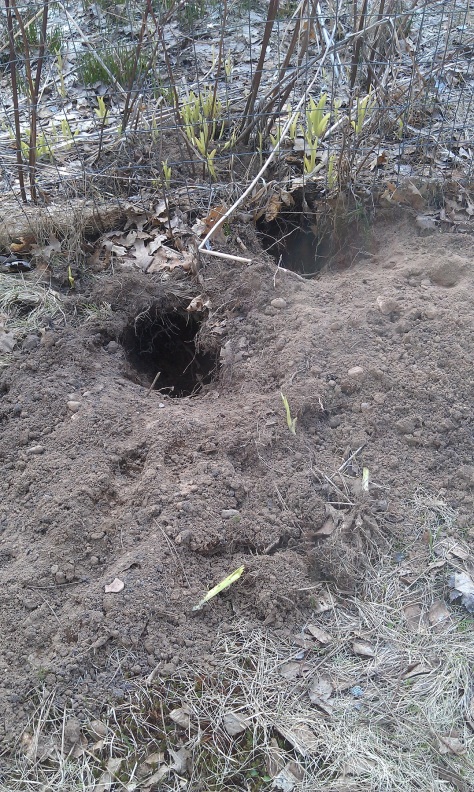 Badger holes at fence of old garden.